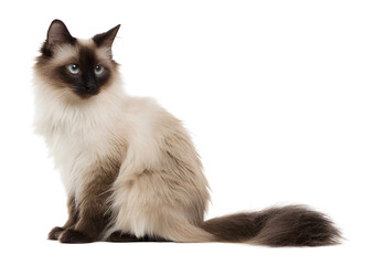 Charming Balinese cat PNG on a transparent background highlighting its stunning coat and lively personality.