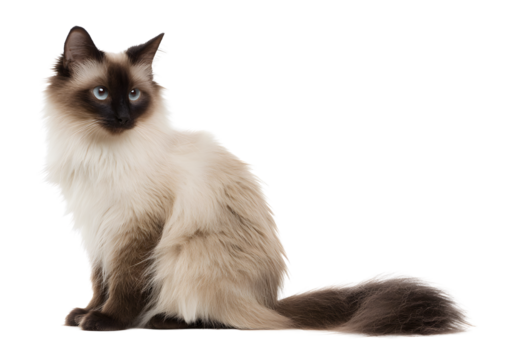Charming Balinese cat PNG on a transparent background highlighting its stunning coat and lively personality.