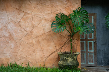 Potted monstera plant stands against textured orange wall beside rustic wooden door