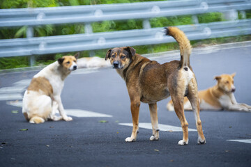 Three stray dogs on road, one standing alert while two rest, with metal guardrail and greenery in background