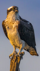 Osprey perched on a weathered stump at sunrise, yellow eyes sharp and talons gripping wood against a soft morning sky