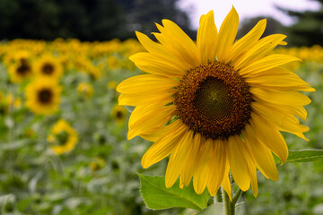 Bright Sunflower in a Summer Field