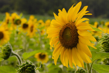Fototapeta premium Bright Sunflower in a Summer Field