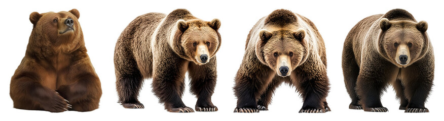 Fototapeta premium Four Brown Bears In Different Poses Are Featured On A Transparent Background The Bears Are Isolated And Can Be Used With