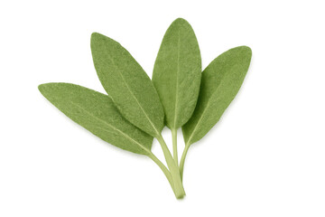 Sprig of fresh sage leaves isolated on transparent background, perfect for food and culinary projects