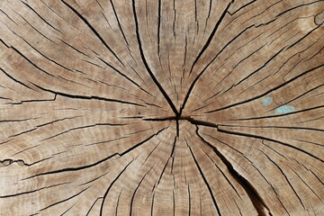 Fototapeta premium 木の質感 背景