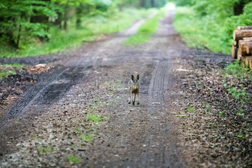 piękny zając na drodze leśnej © © Jakacki