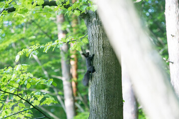 czarna wiewiórka na drzewie © © Jakacki