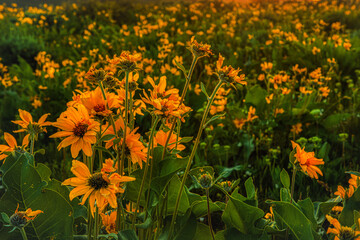 Wildflowers in a field in Colorado