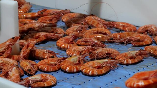 Commercial cooked prawns go down conveyor belt into processing facility