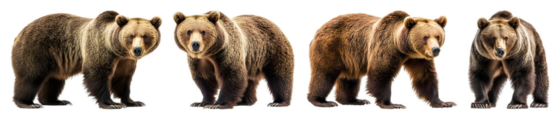 Fototapeta premium Four Brown Bears Are Captured From Different Angles Standing On A Transparent Background With Varying Poses