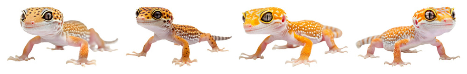 Fototapeta premium Four Leopard Geckos With Orange And Brown Spots On A Transparent Background Are Walking From Left To Right In This Horizontal