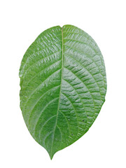 Obraz premium one leaf of strobilanthes crispus close-up on white background