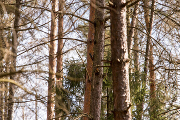 Fototapeta premium Dzięcioł w lesie na drzewie