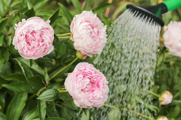 Pink peony flower in garden close up . Watering can watering beautiful peony flowers on flower bed...