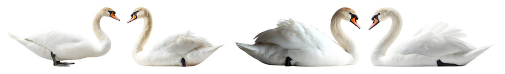 Fototapeta premium Group Of Four Mute Swans With White Feathers And Orange Beaks On A Transparent Background In Various Poses