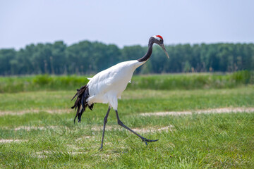 The red-crowned cranes in the Momoge National Nature Reserve, Jilin Province, China.