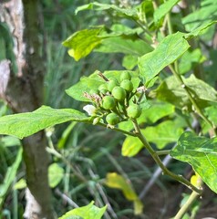 Turkey berry, devil's fig, wild eggplant, eggplant bean, eggplant bean, bush chuchu bitter
