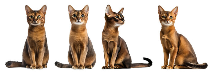 Four Abyssinian Cats Are Sitting Upright Facing Forward And To The Side Against A Transparent Background Transparent Background