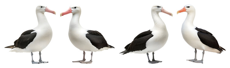 Four albatross birds are standing in a row the birds have white bodies and black wings it's a png image on black