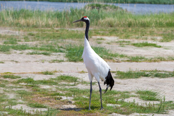 The red-crowned cranes in the Momoge National Nature Reserve, Jilin Province, China.