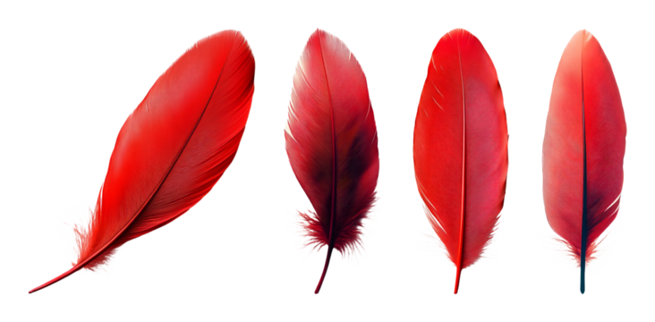 Four vibrant red feathers with detailed barbs and plumes are displayed against a dark background transparent background - Powered by Adobe