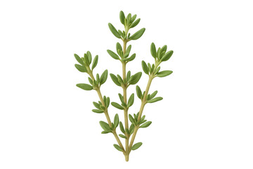 Obraz premium Fresh green thyme sprig displaying leafy detail, resting against transparent backdrop for culinary design needs