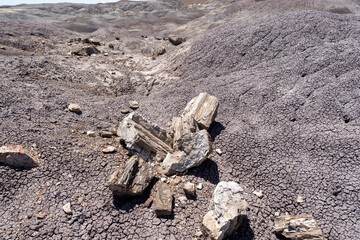 Petrified wood logs on desert ground in Petrified Forest National Park Arizona