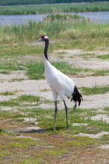 Fototapeta premium The red-crowned cranes in the Momoge National Nature Reserve, Jilin Province, China.