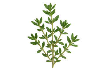 Fototapeta premium Close-up of a thyme sprig with vibrant green leaves, isolated on a transparent background, ready for use in food photography or design projects