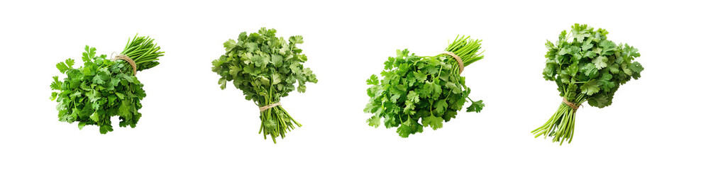 Obraz premium set of bunches of fresh cilantro tied with twine. isolated on transparent background