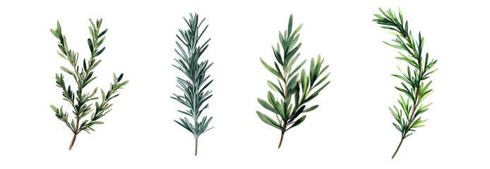 set of sprigs of rosemary in various shades of green. isolated on transparent background