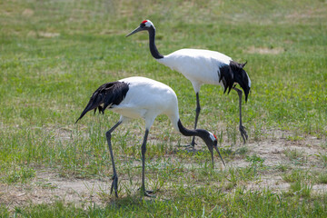 The red-crowned cranes in the Momoge National Nature Reserve, Jilin Province, China.