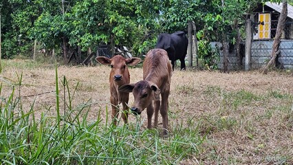 Young Calves Grazing on Grass in Rural Farm Area