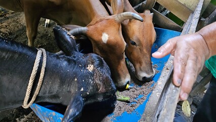 Cows Feeding Together in a Farm Pen
