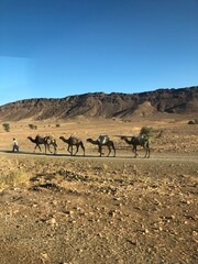 camels in the desert