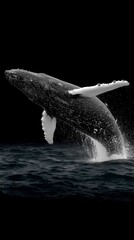 Naklejka premium Majestic Humpback Whale Breaching Ocean Wildlife Nature Photography