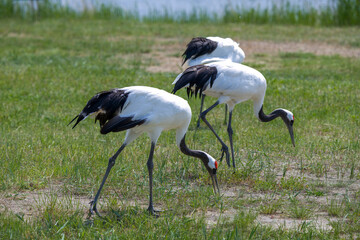 The red-crowned cranes in the Momoge National Nature Reserve, Jilin Province, China.