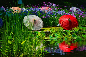 6月になると梅雨の晴れ間の公園には色とりどりの紫陽花や花菖蒲、睡蓮が咲き誇ります