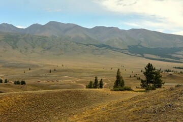 Young cedars on the slopes of a high hill overlooking a snowy mountain range with peaks in the clouds on a cloudy summer morning.