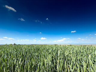 Dense green wheat heads cover a flat Vojvodina plain beneath a deep blue Balkan sky, symbolising...