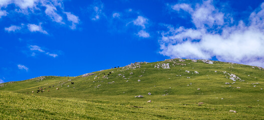 Green grass and blue sky.  Panoramic view from the top of Sonmarg, Kashmir valley in the Himalayan region. Serene meadows, alpine trees, wildflowers on the trails of Great Lakes of Kashmir Trek, 2022	
