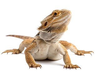 Obraz premium Bearded Dragon Reptile Portrait.