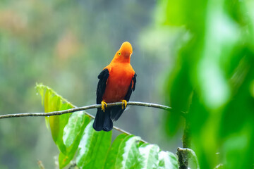 Andean Cock-of-the-rock (Rupicola peruvianus), a vibrant orange bird with black wings, perched on a moss-covered branch.
