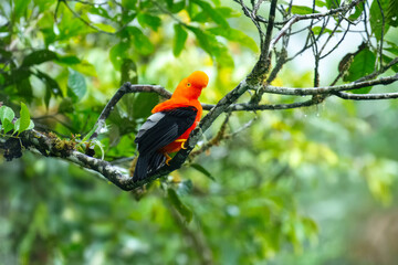 Andean Cock-of-the-rock (Rupicola peruvianus), a vibrant orange bird with black wings, perched on a moss-covered branch.
