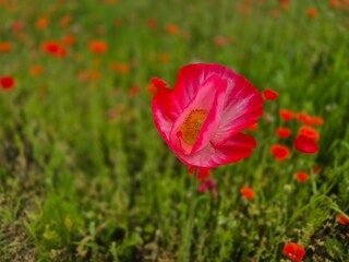 poppy is blooming in the field