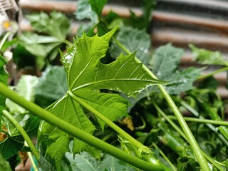 Close-up of chaya leaf (Cnidoscolus aconitifolius) with water droplets in rural Guatemala
