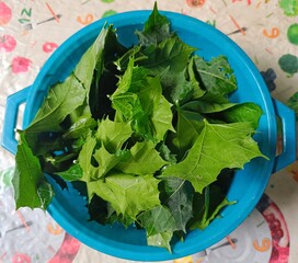 Fresh chaya leaves (Cnidoscolus aconitifolius) in a blue bowl ready for cooking