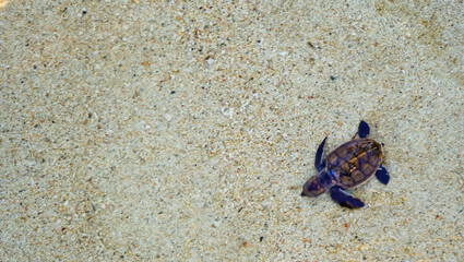 view of baby turtles being released into the sea