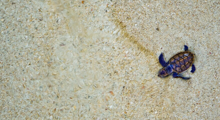 view of baby turtles being released into the sea
